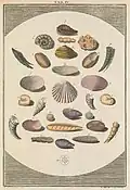 Mollusc shells