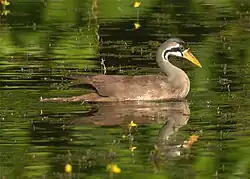 Masked finfoot, a beautiful bird found in mangrove forests.