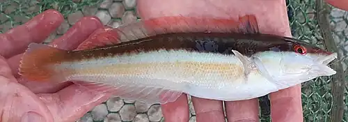 Female