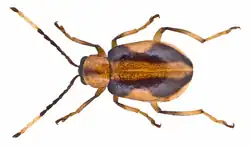 Medythia suturalis