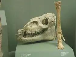 Image 30Fossil Megahippus mckennai (from Evolution of the horse)