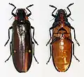 Megaloxantha bicolor porphyreus from Vietnam