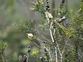 In the Gibraltar Range National Park