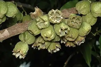 Dehisced fruit