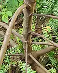 Low branching habit.&nbsp; Dededo, Guam.