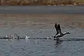 Smew