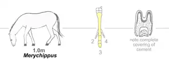 Image 5Merychippus, an effective grazer and runner (from Evolution of the horse)