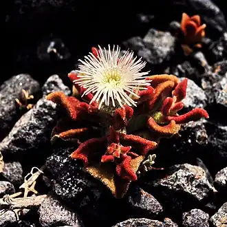 Close-up of flower