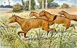 Image 14Restoration of Mesohippus (from Evolution of the horse)