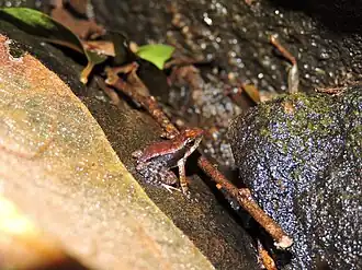 Lateral view