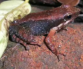 Lateral view