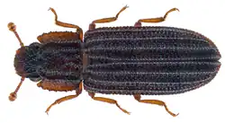 Microprius rufulus