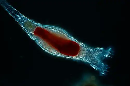 Image 18 Rotifers Credit: Frank Fox The rotifers (/ˈroʊtɪfərz/, from Latin rota 'wheel' and -fer 'bearing'), sometimes called wheel animals or wheel animalcules, make up a phylum (Rotifera /roʊˈtɪfərə/) of microscopic and near-microscopic pseudocoelomate animals. (Full article...) More selected pictures