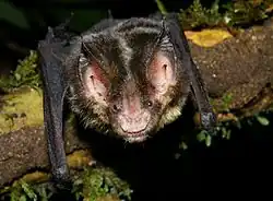 Black bat