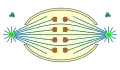 semiopen , orthomitosis
