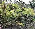 Side view of same senescent plant showing celery-like petioles