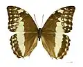 Female