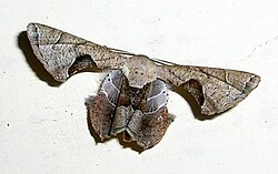 Phazaca leucocera