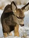 A mule deer fawn in the snow