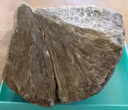Bologna Stone
