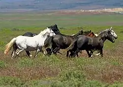 Horses gathered on an open range