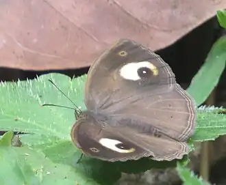 Dorsal view