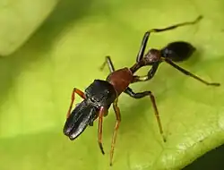 male from India
