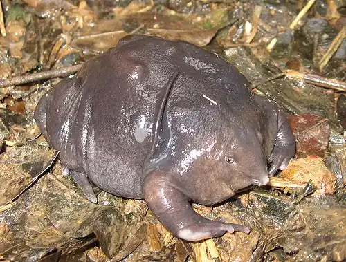 Lateral view