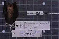 Brown bat