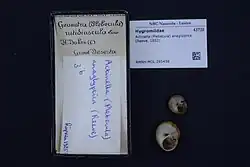 Preserved shell