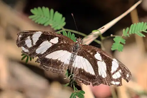 E. n. extensa Southern Amazon, Brazil