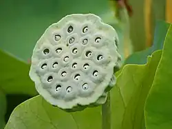 Fruit; the dried seed cup is commonly used in flower arrangements.