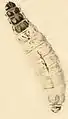 Larva