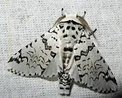 Cerura liturata