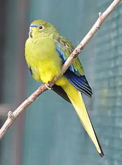 Captive at Walsrode Bird Park, Germany