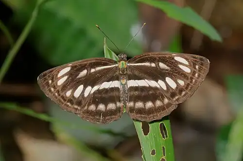 Dorsal view