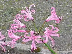 B. N. bowdwnii