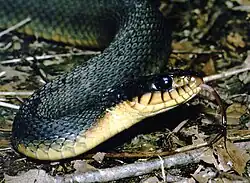 Redbelly water snake