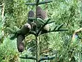 The large cones are heavy enough that the branch bearing them can twist under their weight
