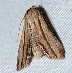 Aegilia describens