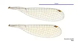 Male wings