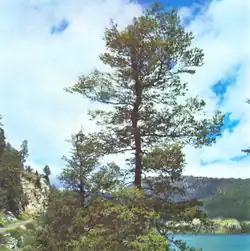 The Patagonian Oak is a montane species