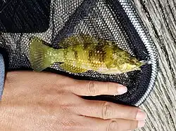 Juvenile