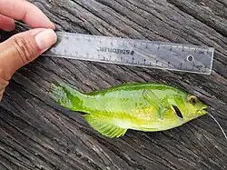 Juvenile