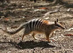 A numbat walking on sand
