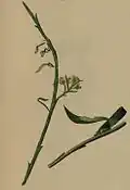 Sprigs of Osyris alba attacked by larva