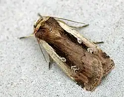 Ochropleura plecta