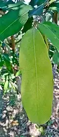 Close up of leaves