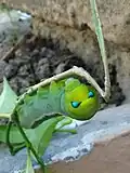 Caterpillar at Behala, Kolkata