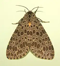 Olepa ocellifera
